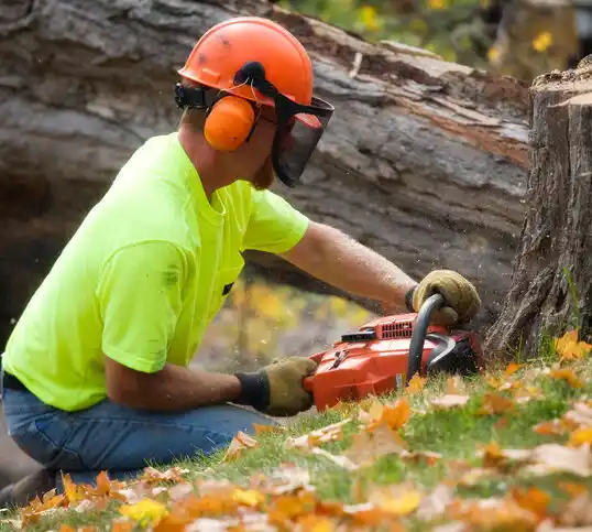 tree services St. Paris